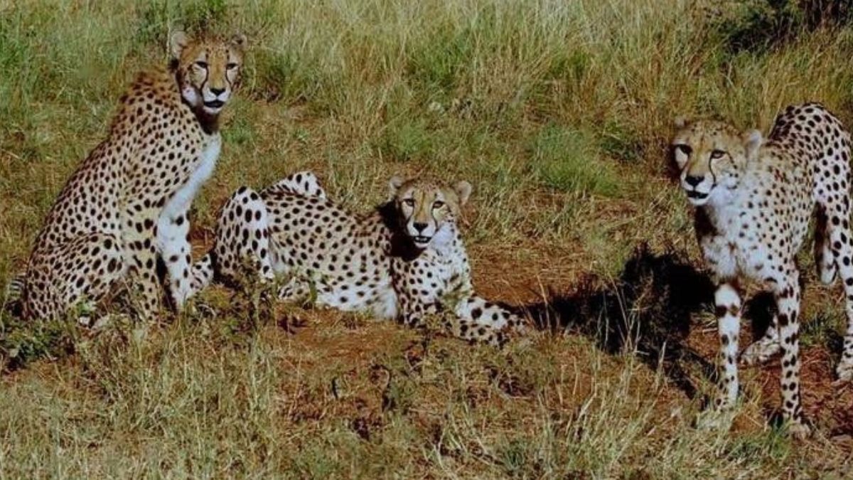 indias-kuno-national-park-to-welcome-12-more-cheetahs-from-south-africa-on-february-18