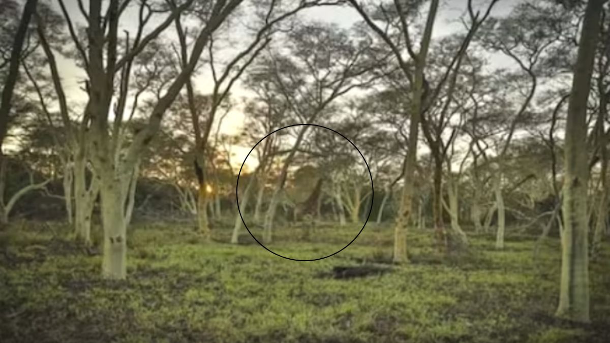 Optical Illusion Find The Giraffe Hidden In The Bushes Within 13 Seconds