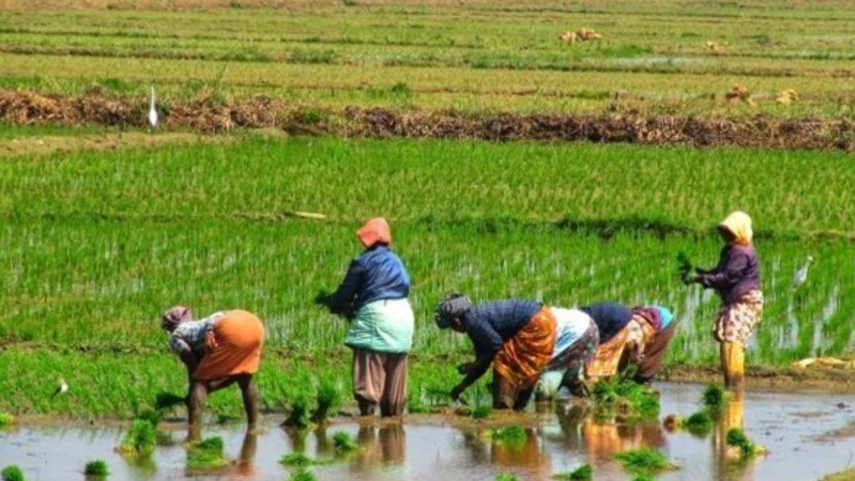 Budget 2023: Govt To Focus On Growth Of Farm Sector Ahead Of Polls In Nine States