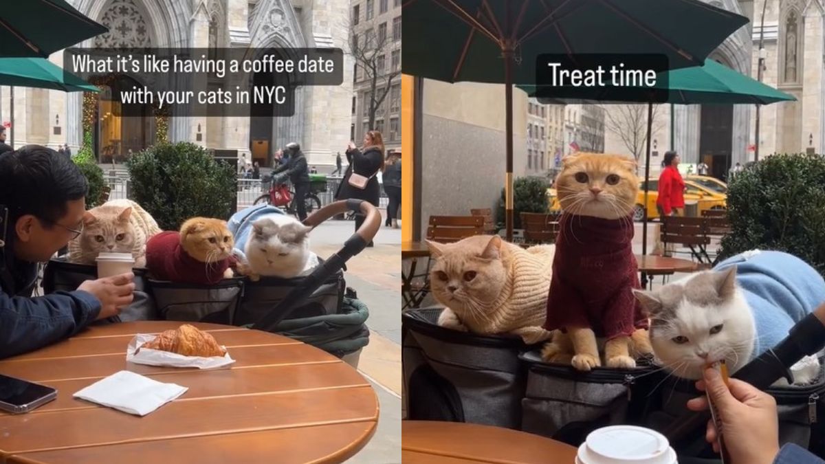 Viral Video: Man's Coffee Date With His Cats Is The Cutest Thing On Internet Today