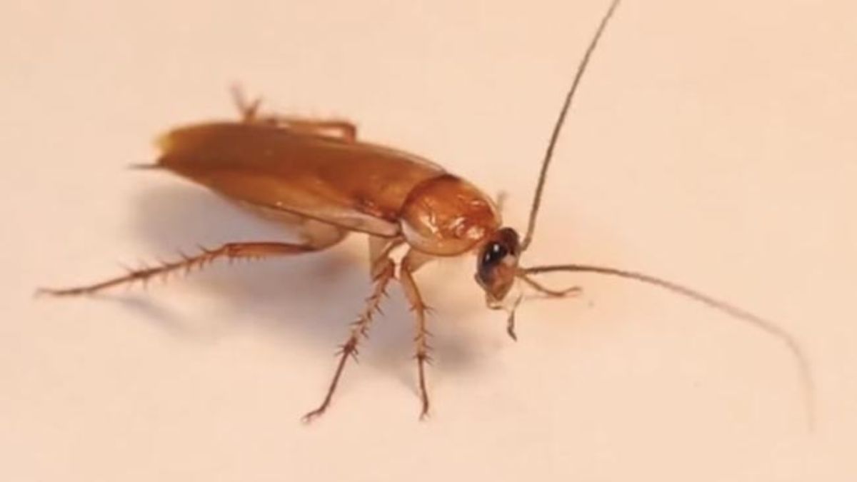 Canada Zoo Will Let You Name A Cockroach After Anyone Bugging You On Valentine's Day