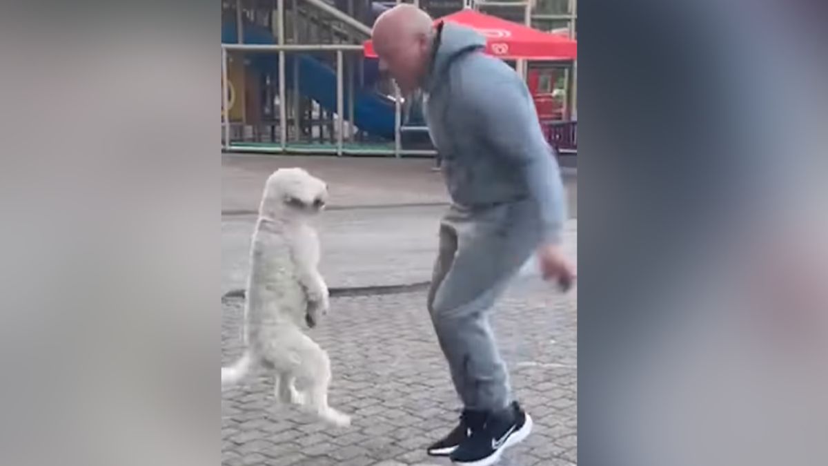 Dog Creates Guinness World Record For Most Skips On Hind Legs In 30 Sec