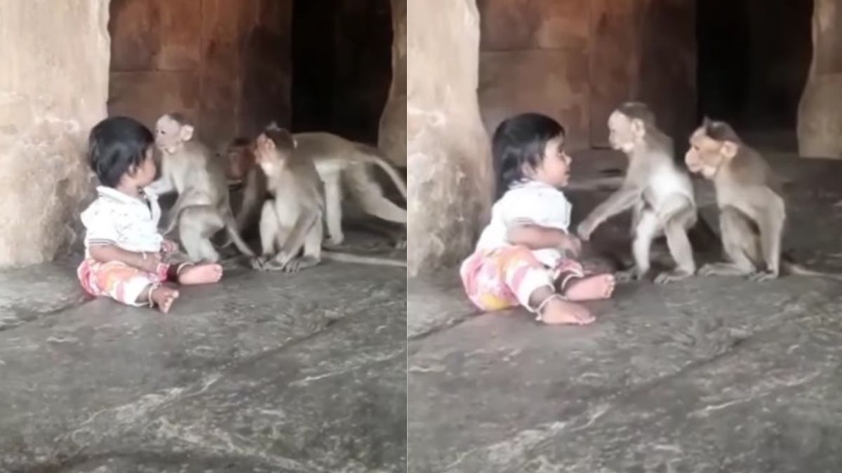 Viral Video Monkey’s Heartwarming Gesture While Playing With Kid Is