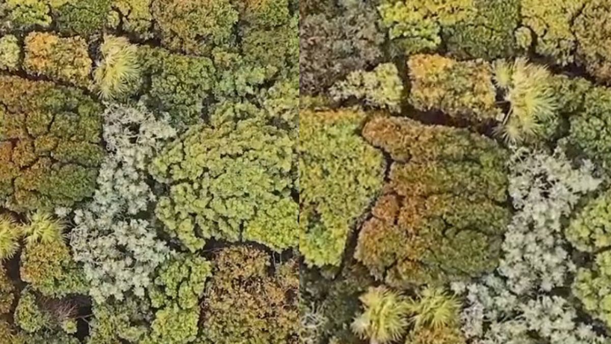 Viral Video: Trees Maintaining Social Distancing Between Each Other Leaves Netizens In Awe | Watch