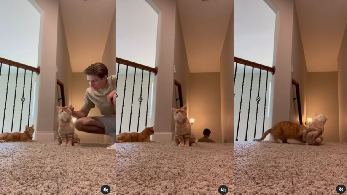 owner-pampers-stuffed-toy-what-this-jealous-cat-did-will-leave-you-in-split-watch