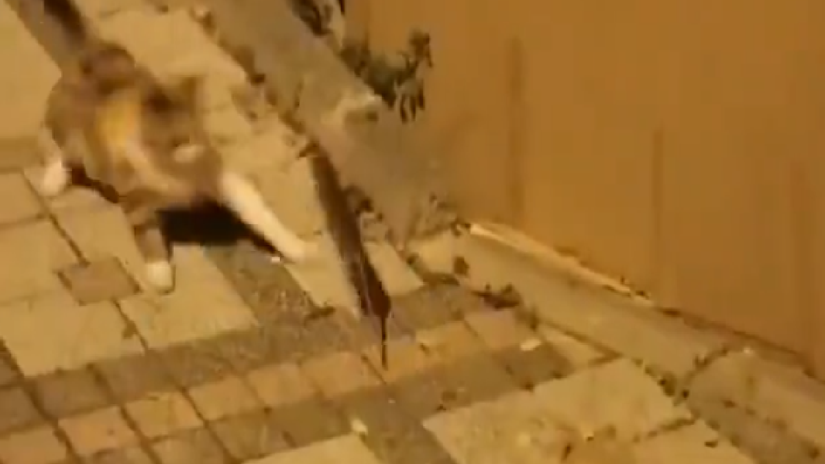 is-it-reallife-jerry-netizens-impressed-after-rat-scares-away-cat-in-viral-video-watch