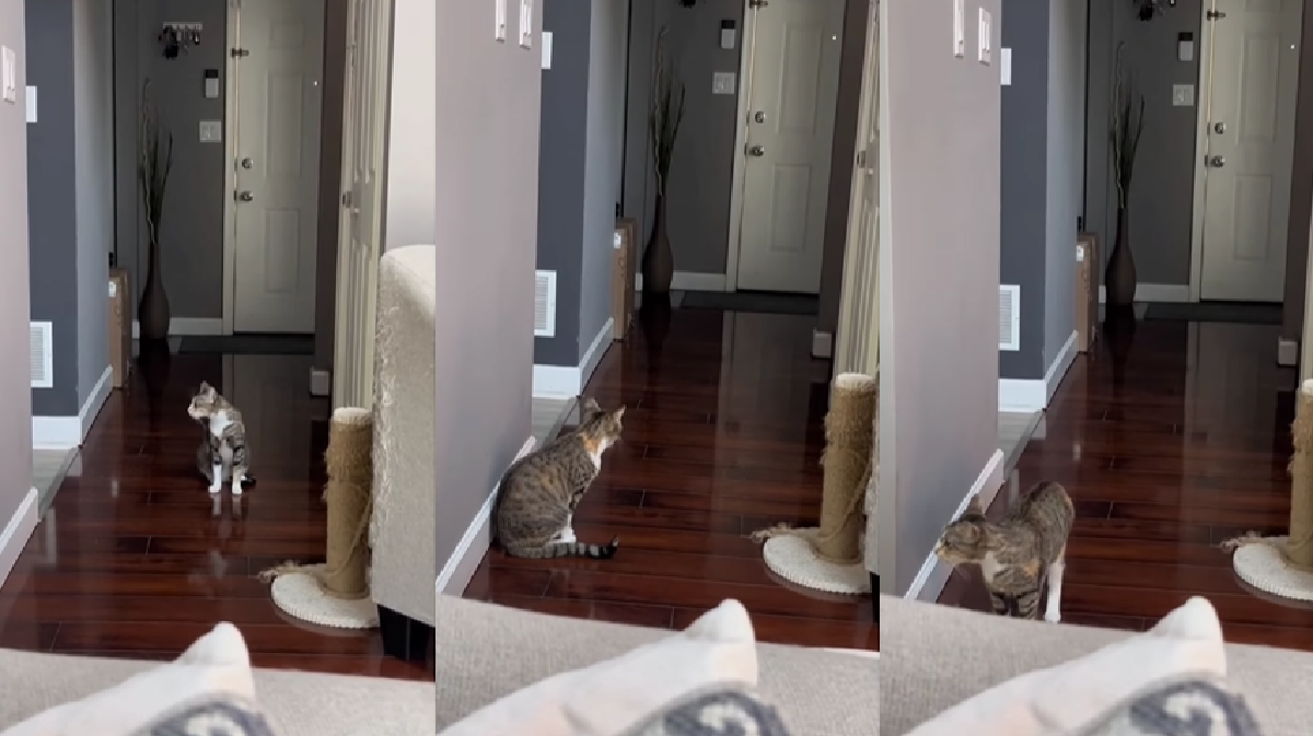 video-of-cat-singing-alone-cat-song-goes-viral-and-internet-is-amused-watch