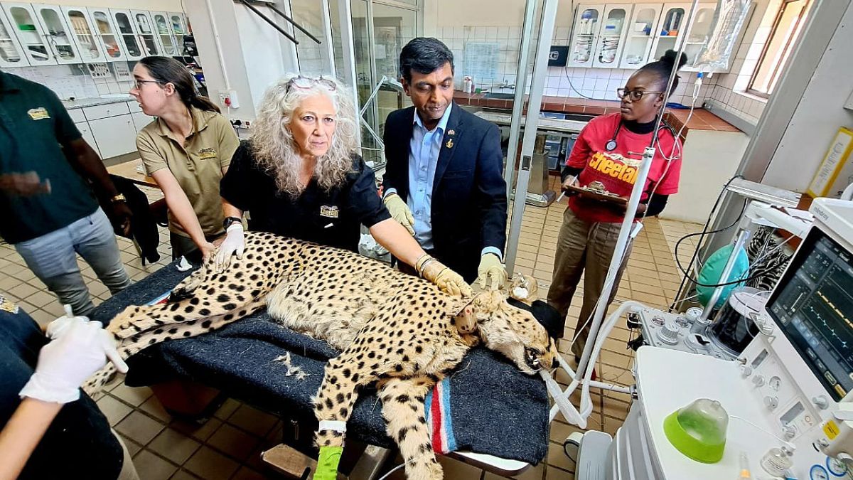 Another Cheetah, Tejas, Dies In MP's Kuno National Park, Seventh Death