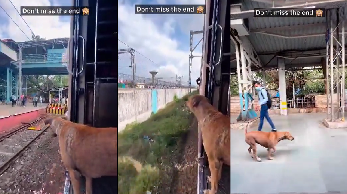 dog-travelling-like-a-pro-in-mumbai-local-train-leaves-netizens-impressed-watch