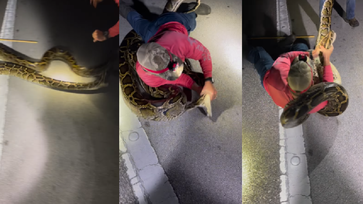 Florida Man's Video Wrestling With Giant Python Goes Viral And Is Freaking Out Watch