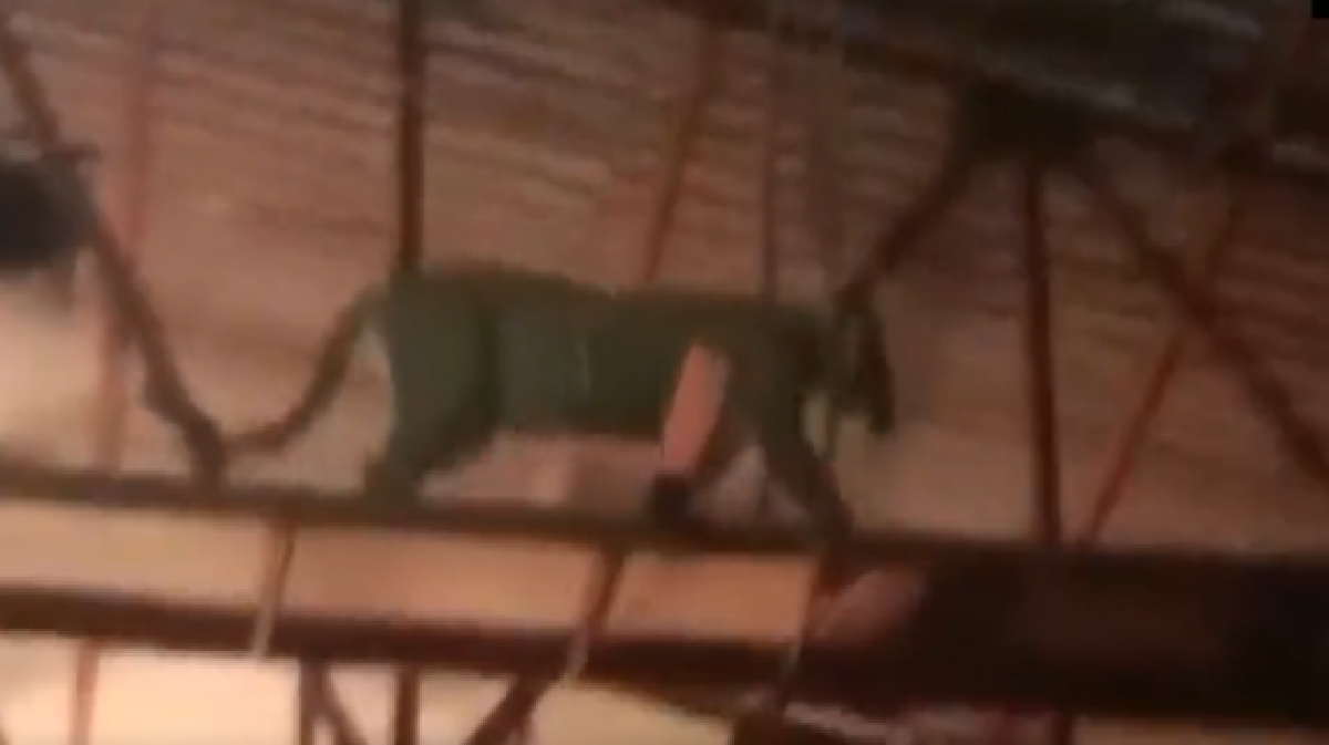 leopard-makes-special-entry-at-tv-serial-set-in-mumbai-video-goes-viral-watch