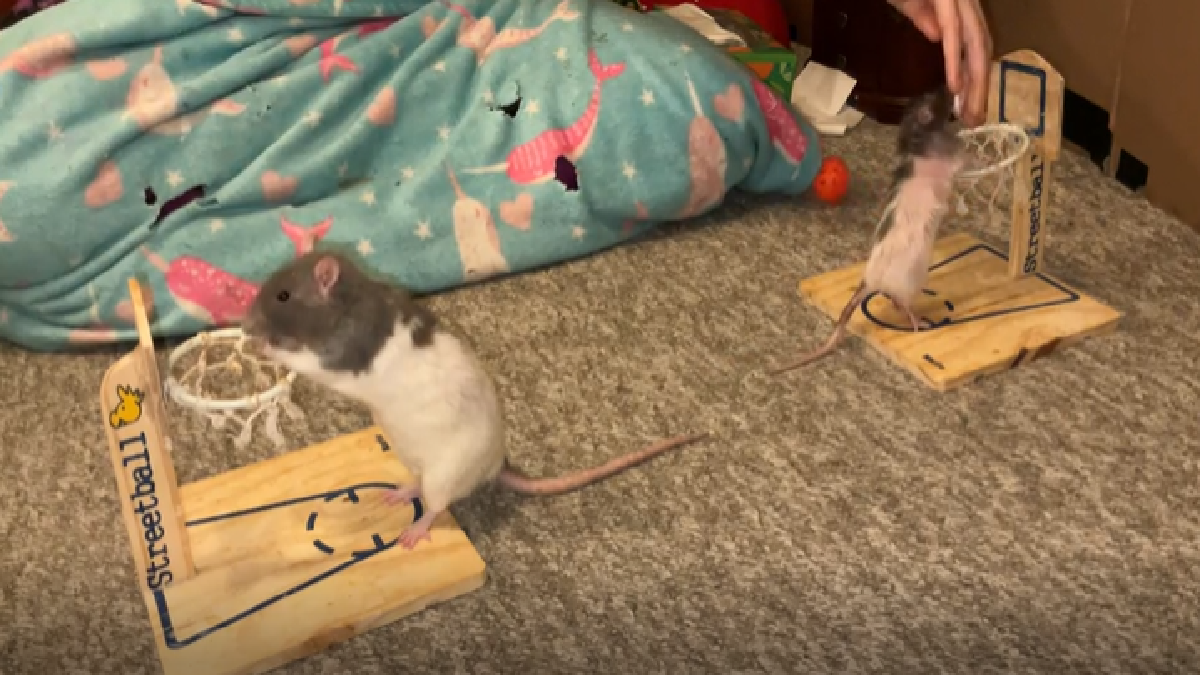 Rats Scoring Baskets Just Like Your Favourite NBA Star Is The Most ...