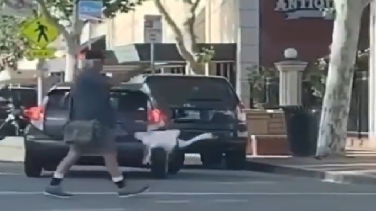 man-takes-his-goose-for-a-walk-video-of-duo-crossing-street-leaves-netizens-amused-watch