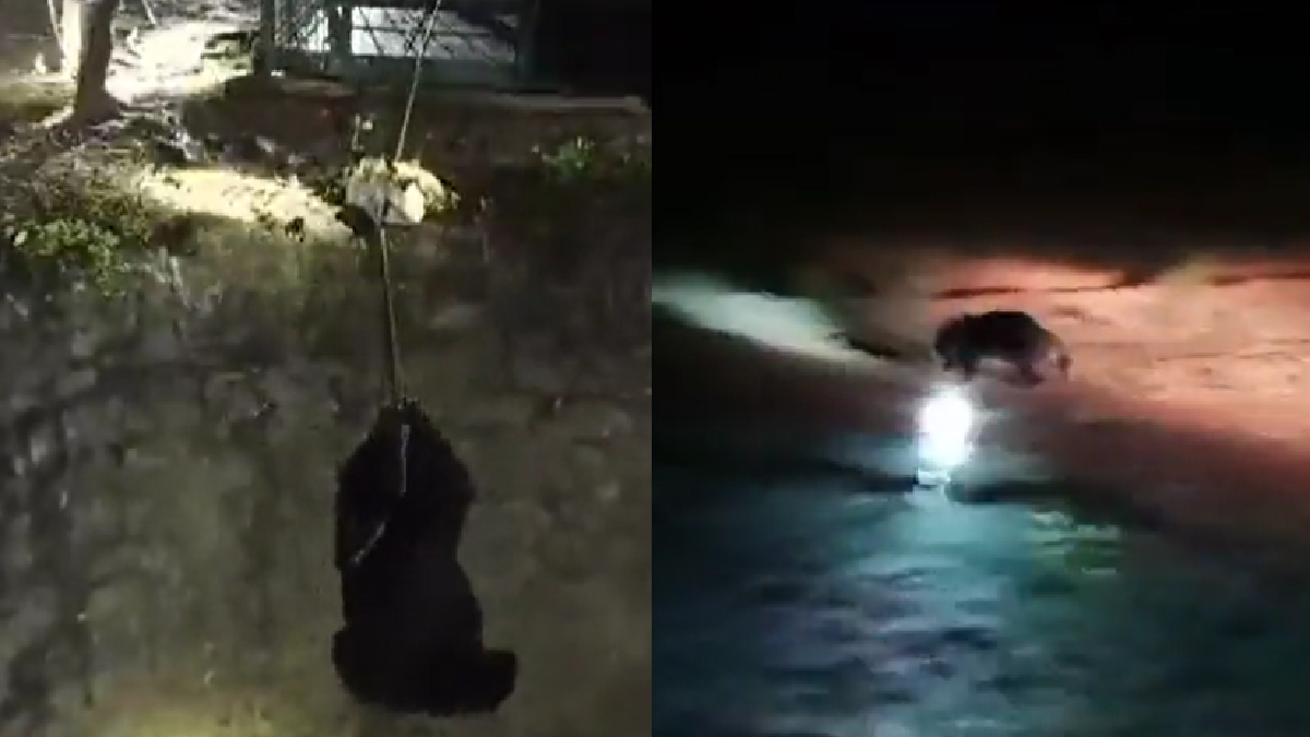 stranded-bears-rescue-from-open-well-impresses-internet-netizens-laud-efforts-watch-video