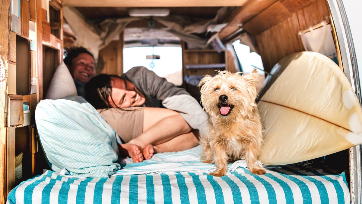 travel-tips-5-things-to-keep-in-mind-while-travelling-with-pets-to-ensure-smooth-and-joyful-journey