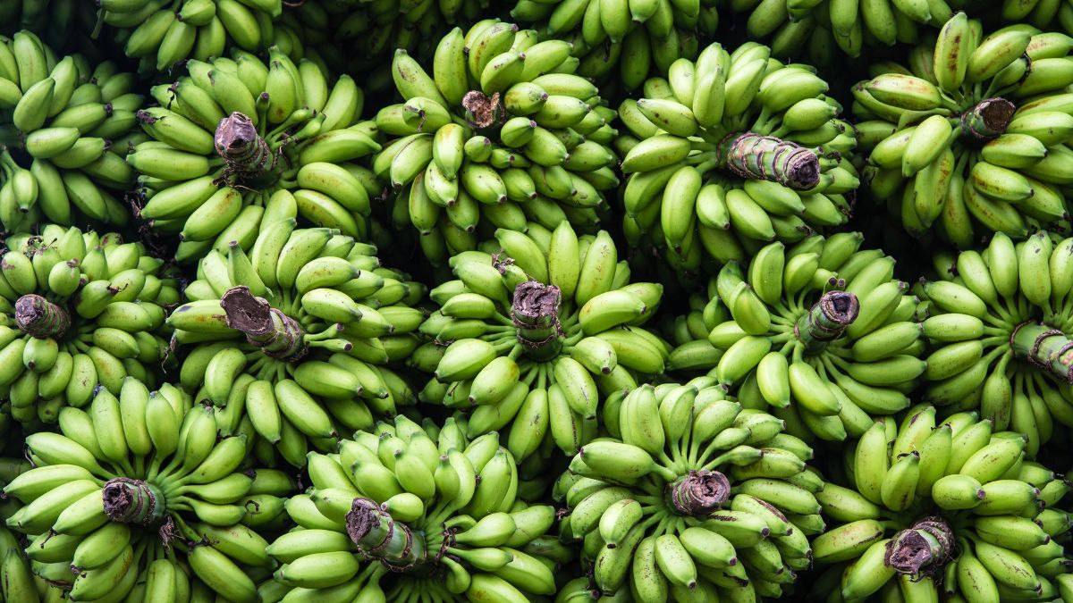 Weight Loss: 5 Reasons To Include Green Bananas In Your Regular Diet