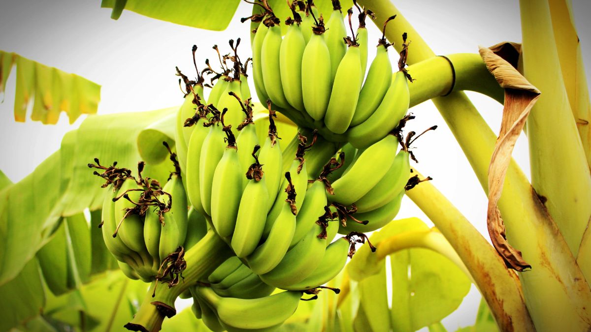 weight-loss-5-reasons-to-include-green-bananas-in-your-regular-diet