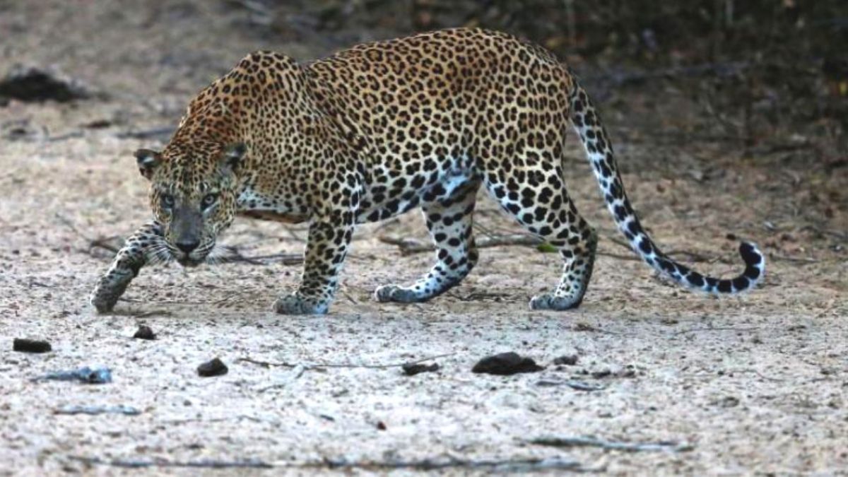 Uttarakhand: Woman Mauled To Death By Leopard In Sukhidhang, Cm Dhami 