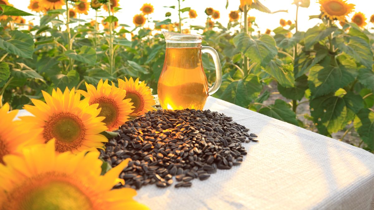 Weight Loss 5 Healthy Seeds To Add To Your Diet To Burn Belly Fat