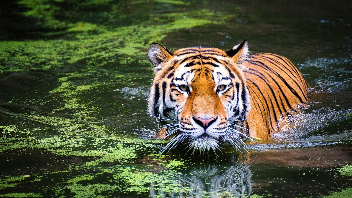 International Tiger Day 2023: 4 Popular Tiger Reserves In India