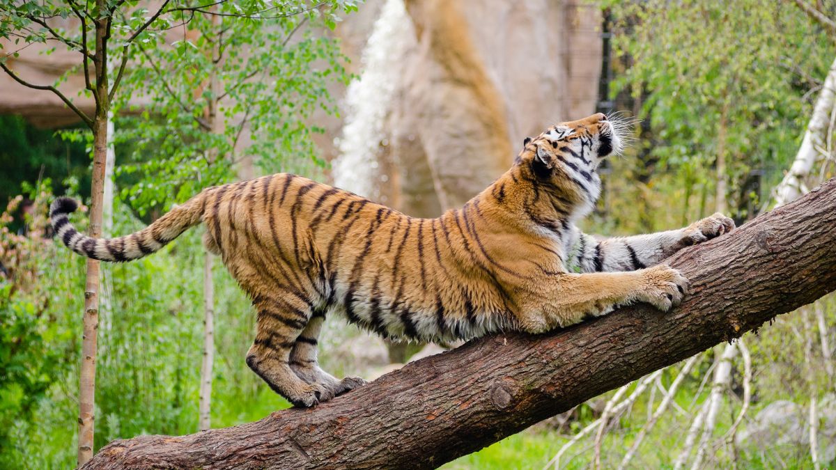 international-tiger-day-2023-4-popular-tiger-reserves-in-india