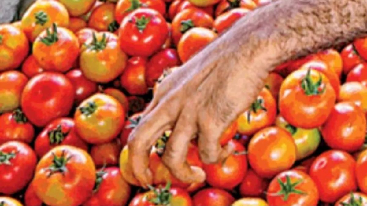 Tomato Prices Slashed Govt To Sell Tomatoes At Rs 80 Per Kg In Relief tomato-prices-slashed-govt-to-sell-tomatoes-at-rs-80-per-kg-in-relief