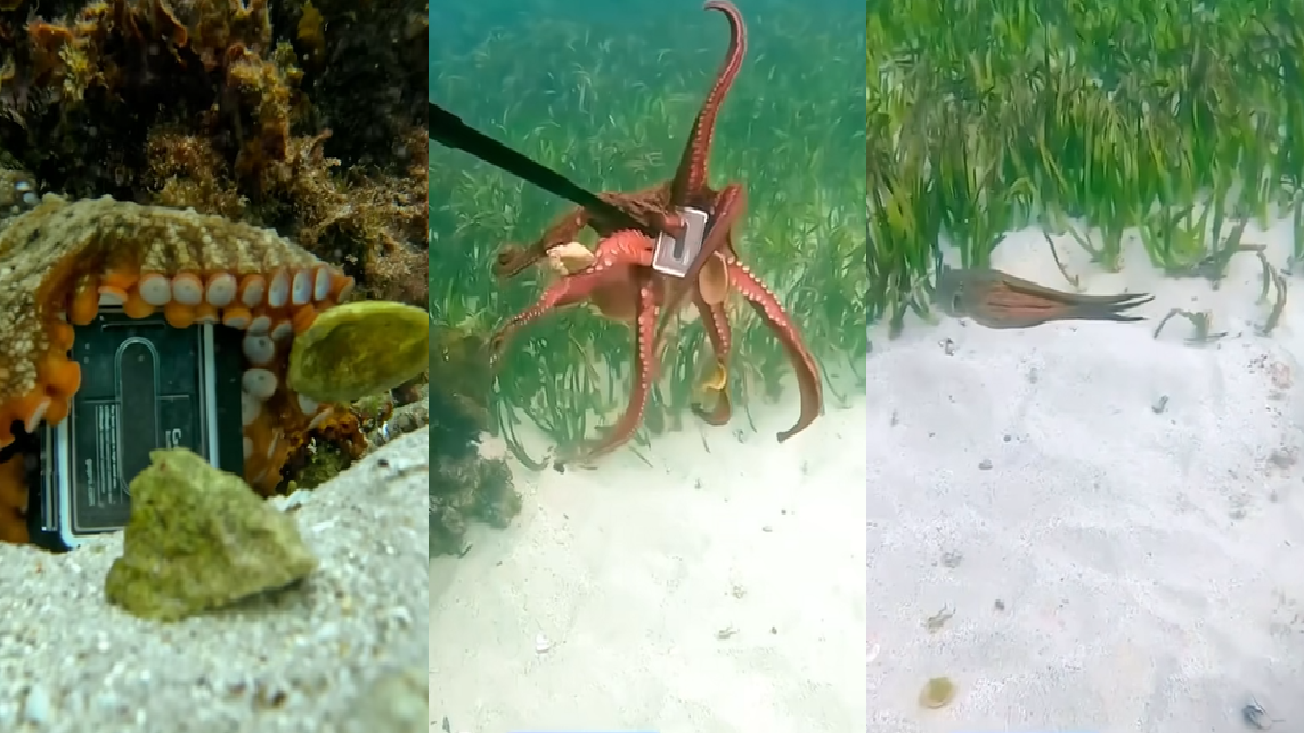 octopus-does-classic-i-like-it-i-want-it-move-video-of-diver-retrieving-gopro-camera-from-tentacledopponent-goes-viral
