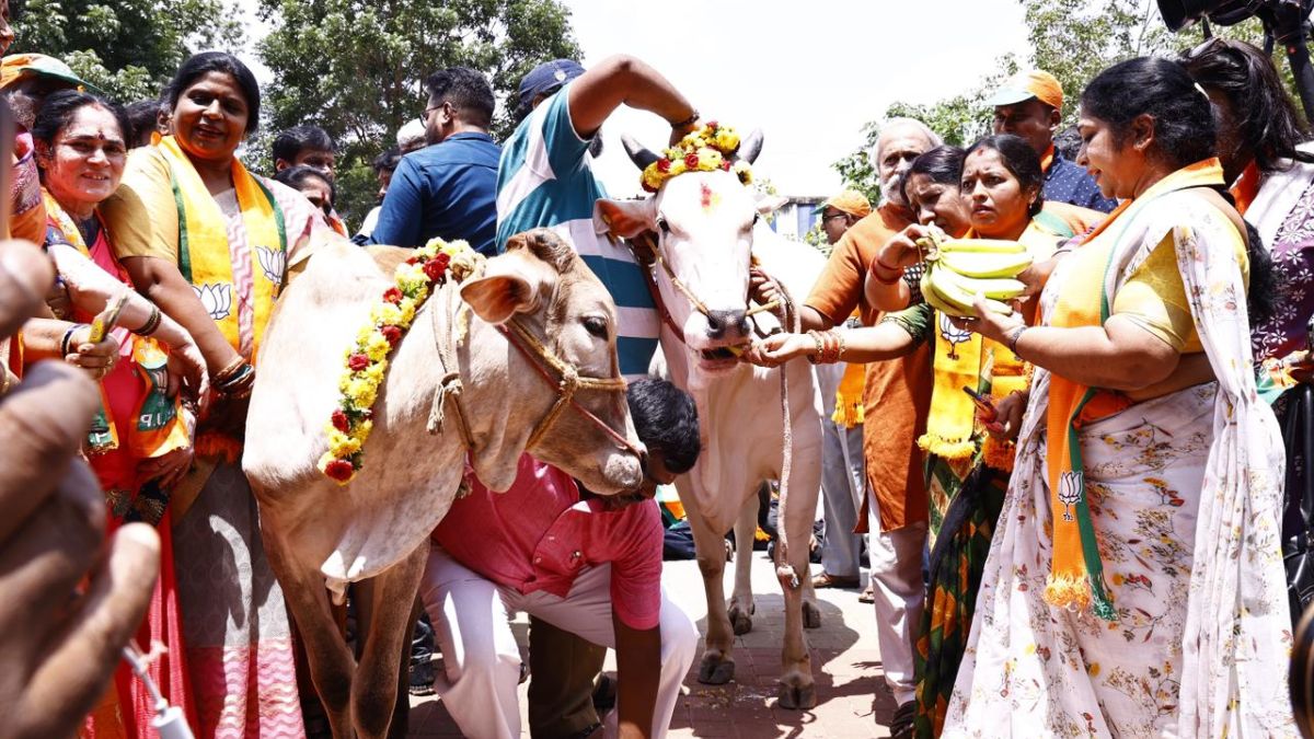 Congress Mulls Scrapping Cow Slaughter Ban In Karnataka, BJP Fumes; The ...