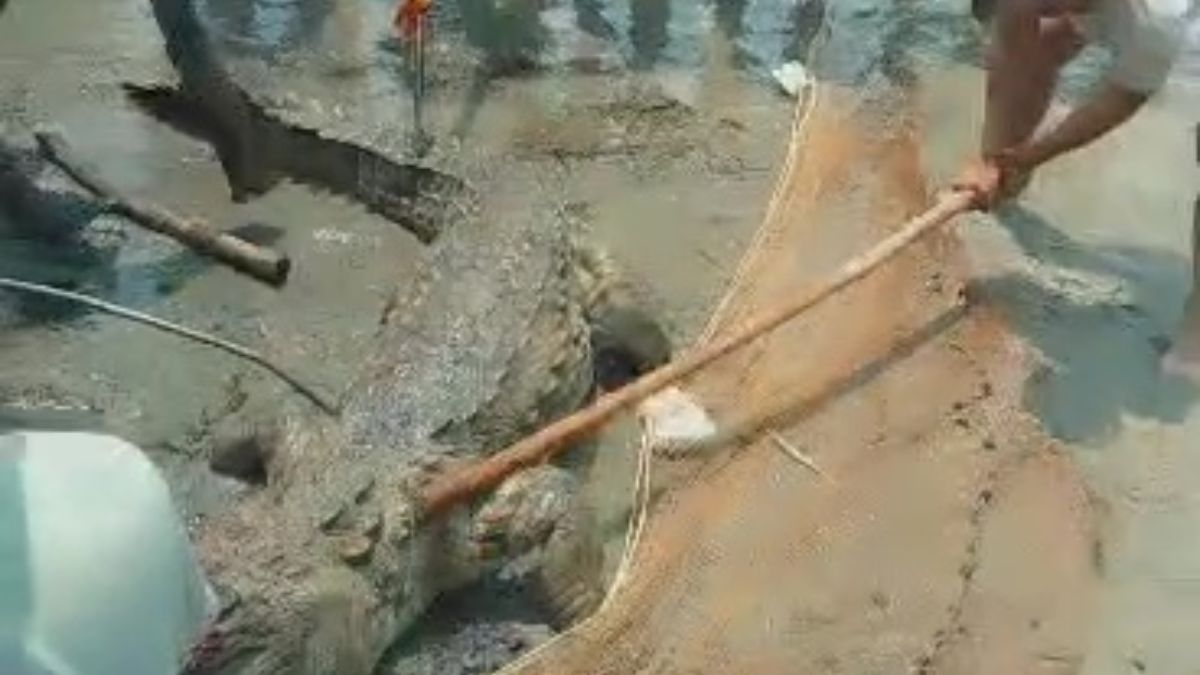 bihar-crocodile-kills-teenager-who-went-to-fetch-gangajal-crowd-beats-it-to-death