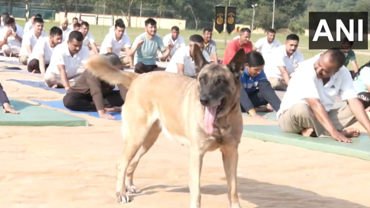 International Yoga Day 2023: Politicians, Celebrities, Citizens ...