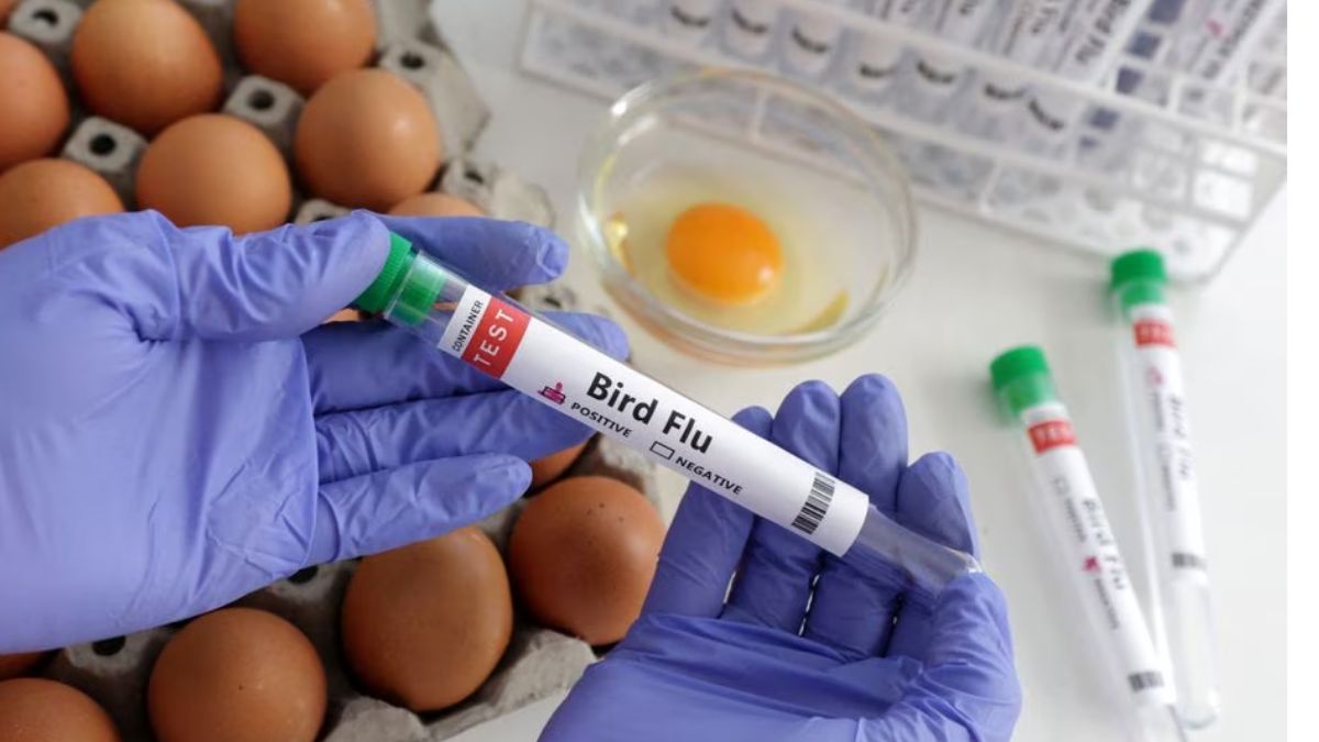 इंसान में मिला बर्ड फ्लू का पहला मामला, 53 वर्षीय व्यक्ति H5N1 से संक्रमित First case of bird flu found in humans, 53-year-old man infected with H5N1 