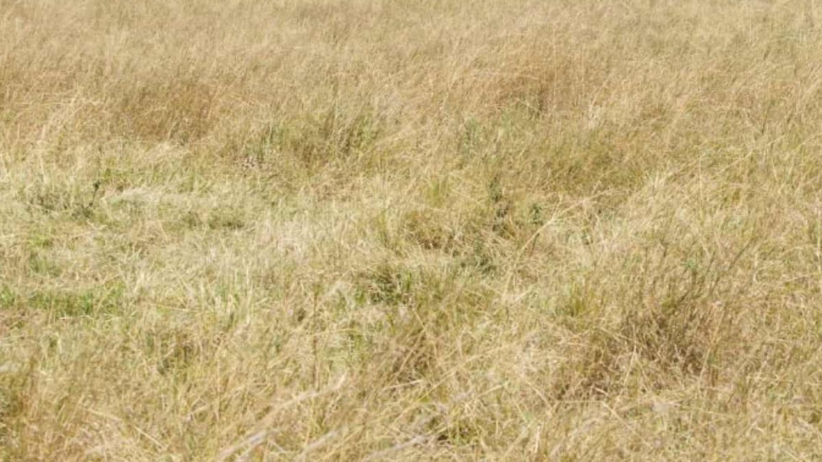 Optical Illusion Think You Have Good Vision? Spot The Cheetah Hidden