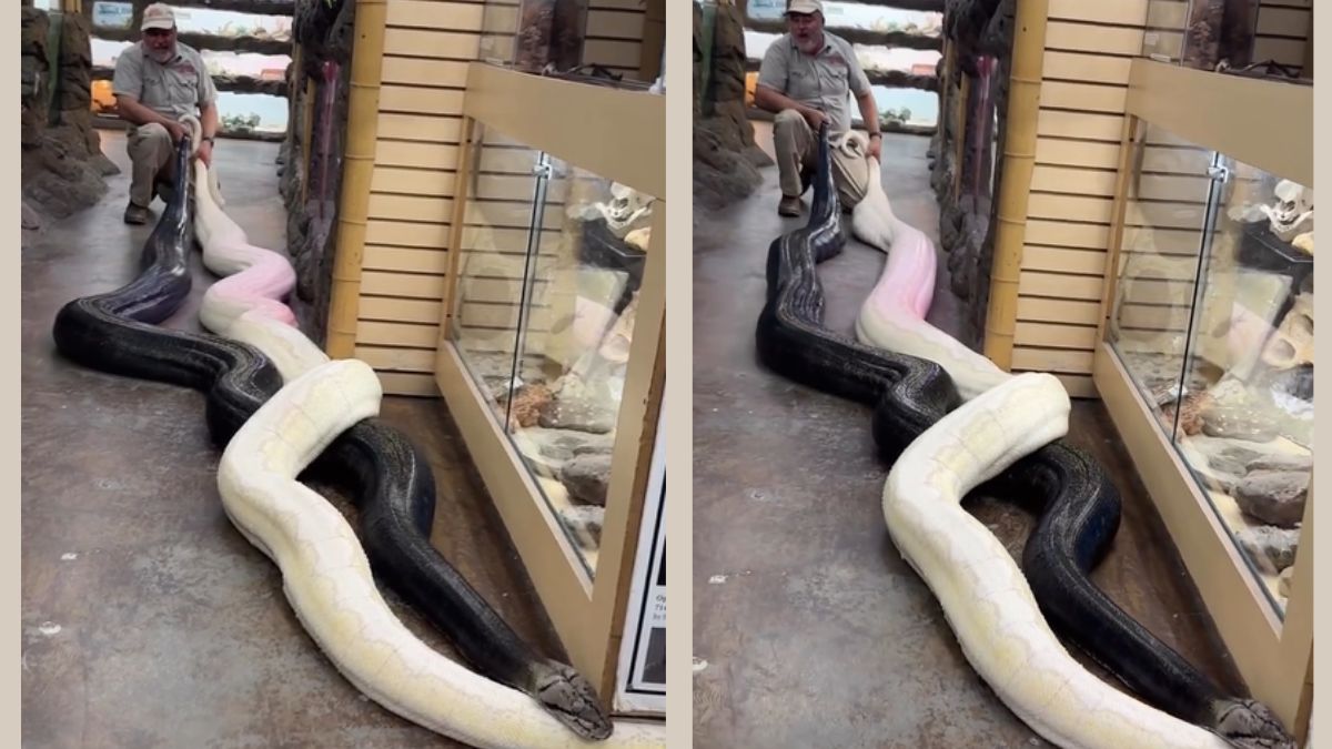 Man Displays Daredevilry As He Pulls Two Massive Pythons By Their Tails ...