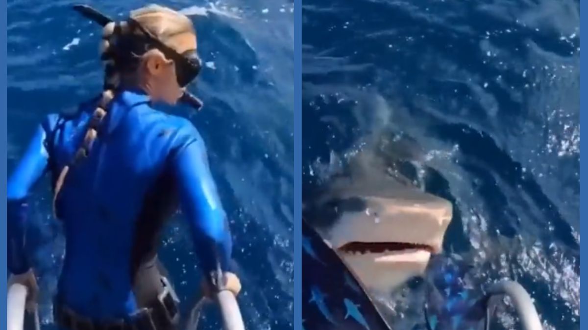 Woman Suffers Terrifying Shark Attack While Scuba Diving; Watch Viral Video
