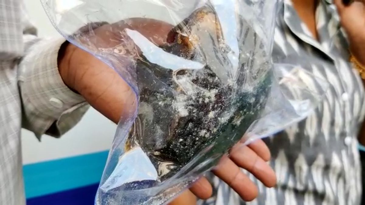Kerala: 3 Arrested For Smuggling Whale Vomit Worth 25 Cr; What Is ...
