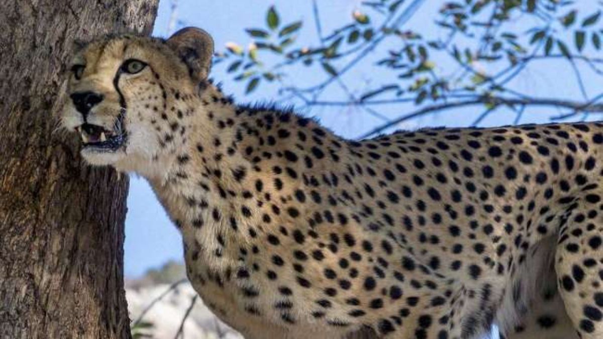 Three More Cheetahs Released Into Wild At MP's Kuno National Park