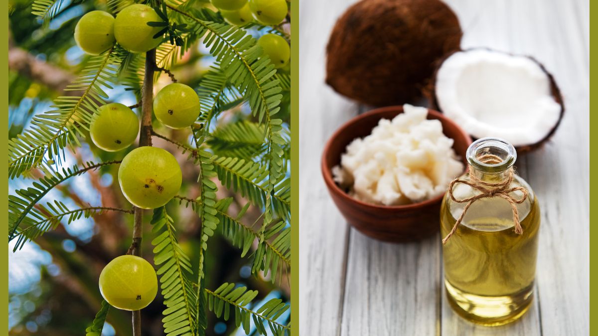 Haircare Tips: Amla To Coconut Oil; 3 Home Remedies To Add Shine To Your Hair