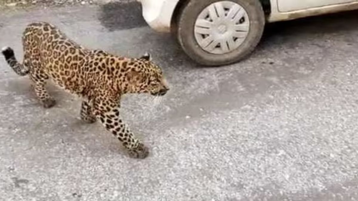 Leopard Attacks Farmer In Gujarat’s Amreli, 12th Incident This Month