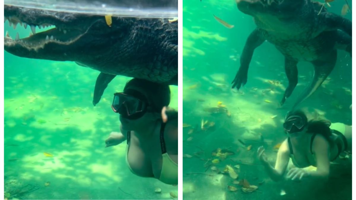 womans-video-swimming-with-giant-alligator-leaves-internet-in-utter-shock-watch
