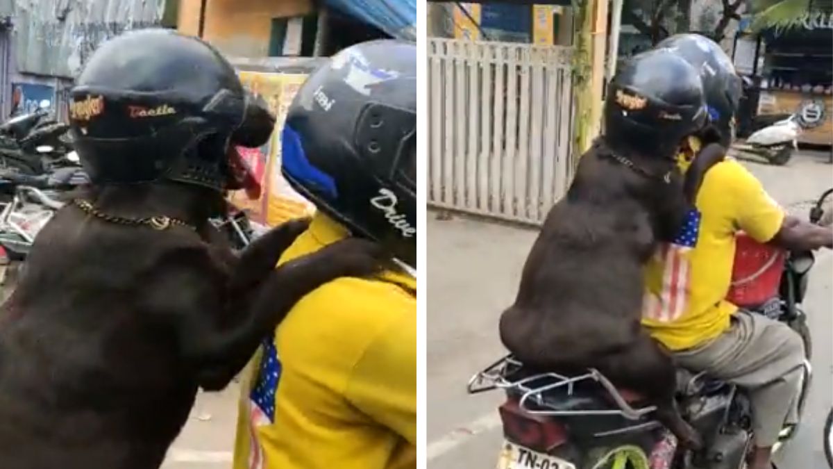 Video Of Dog Riding Bike Wearing Helmet Goes Viral, 'Lesson For Humans ...