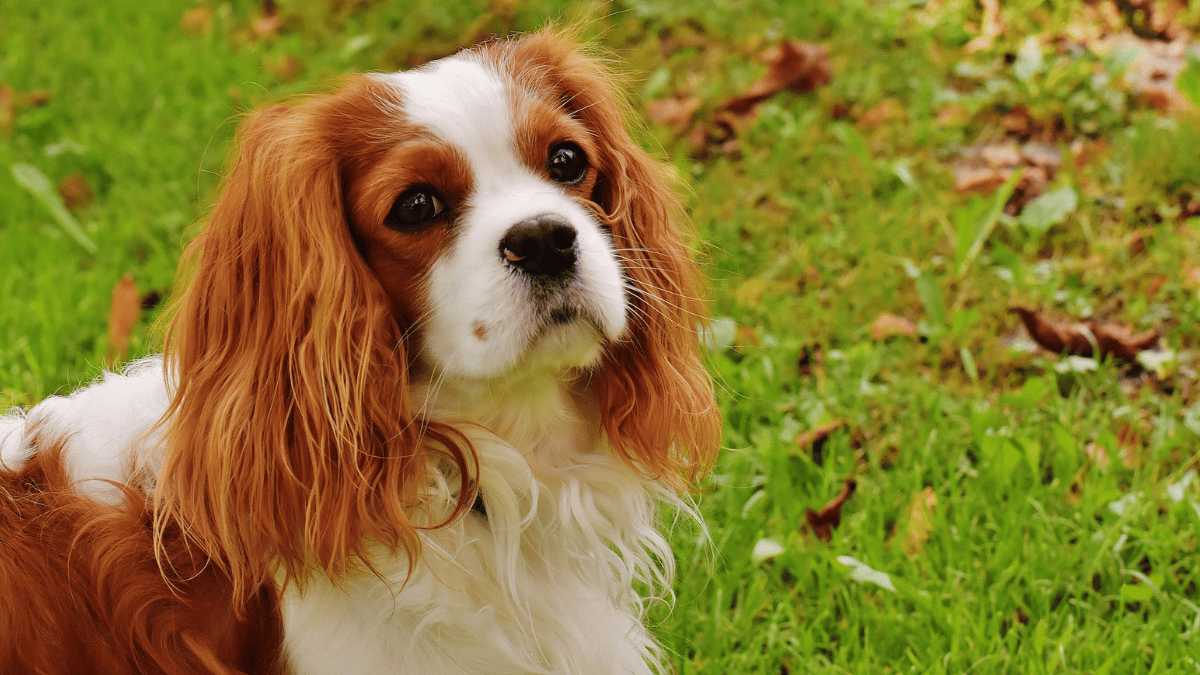 Cavalier King Charles Spaniel