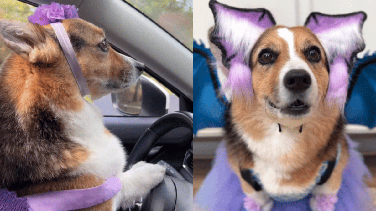 rip-olivia-internet-bids-emotional-farewell-to-popular-corgi-olivia-from-hamilton-olivia-duo