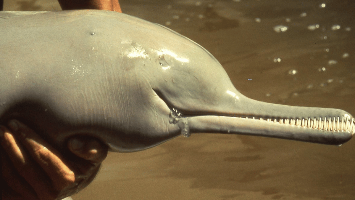 Indus River Dolphin (Source: Weird_AnimaIs/ X)
