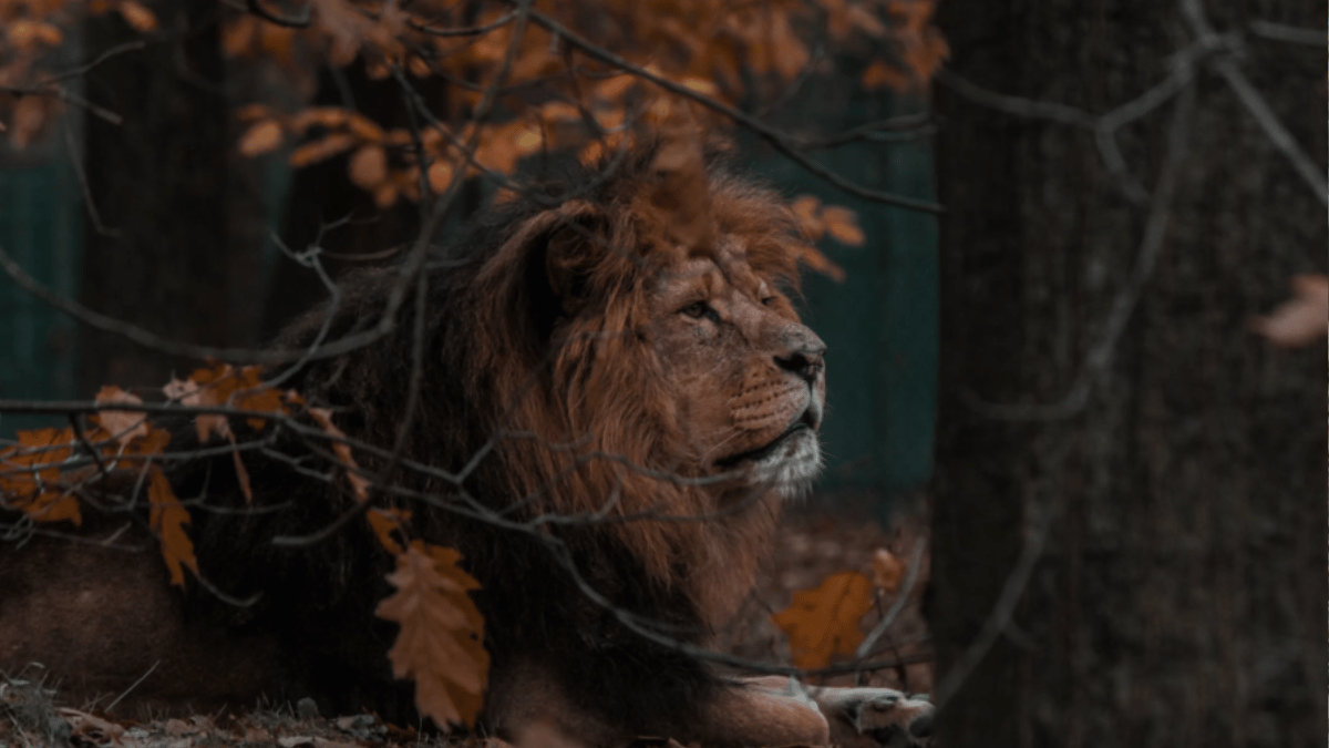Lion