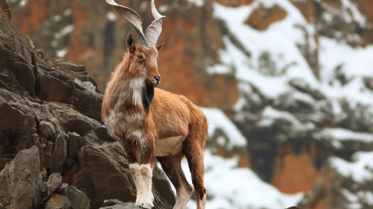 Markhor (Source: VoPublic/ X)