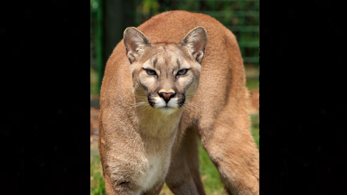 Mountain Lion