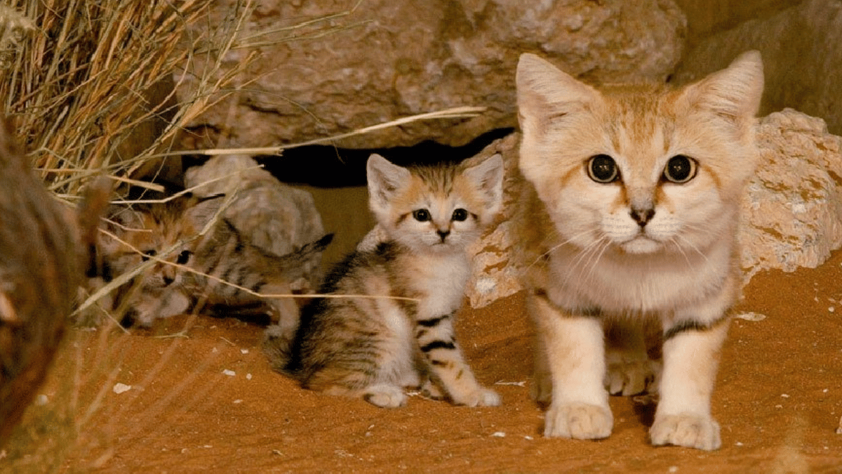 7-animals-that-are-only-found-in-pakistan-markhor-to-pakistan-sand-cat