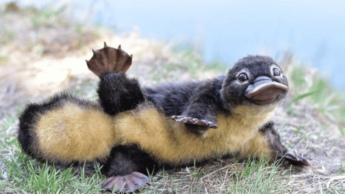 Platypus (Source: ThatEricAlper / X)
