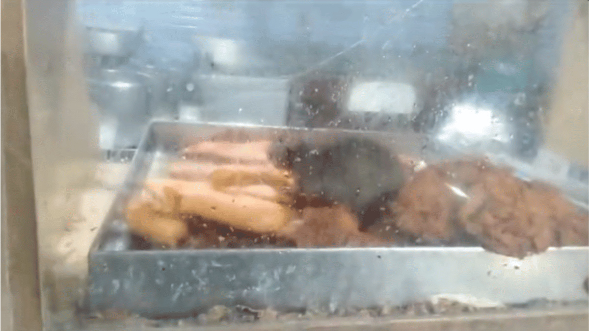 chennai-government-hospital-comes-under-fire-after-video-of-rat-eating-canteen-food-goes-viral-watch-viral-video