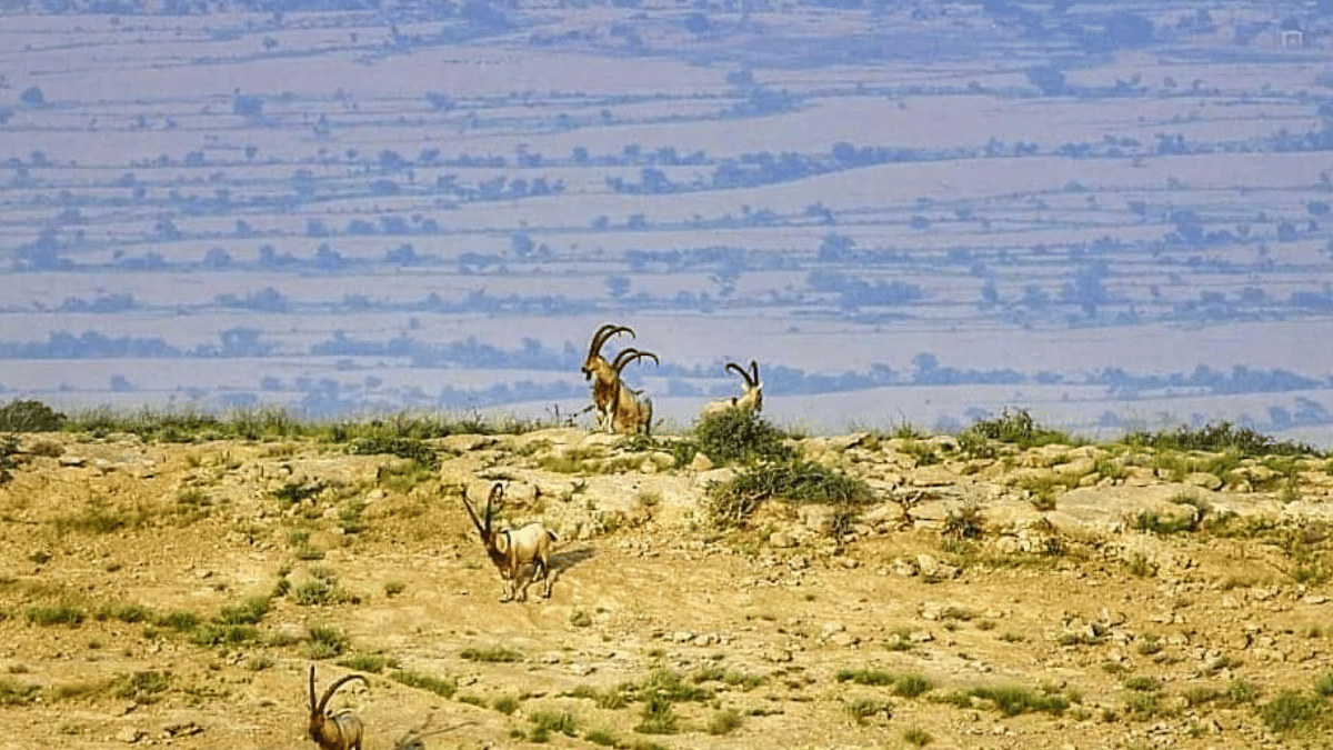 Sindh ibex (Source: NadirGabol/ X)